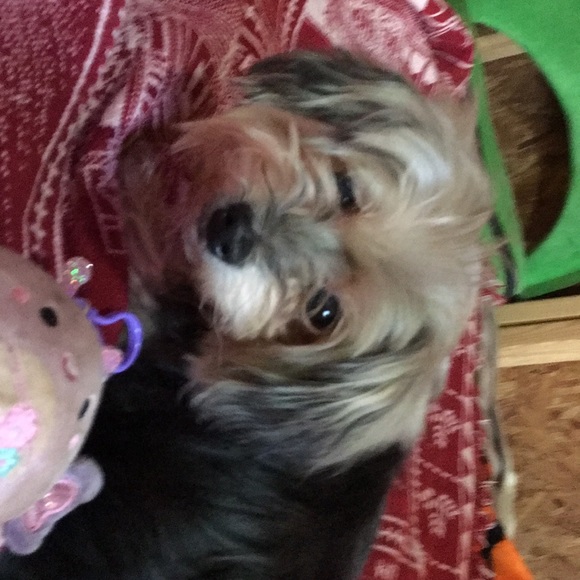 Meet your Posher, Amos - Picture 1 of 1